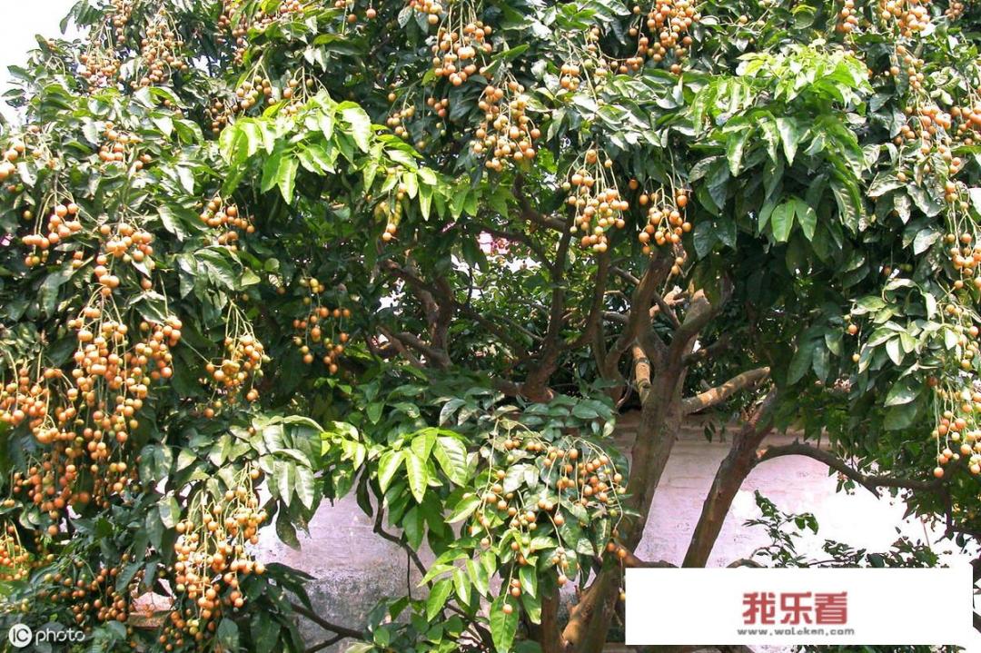 老家农村家家户户都种植1~2棵黄皮果树，将黄皮果树当成产业来发展，能有发展前景吗？