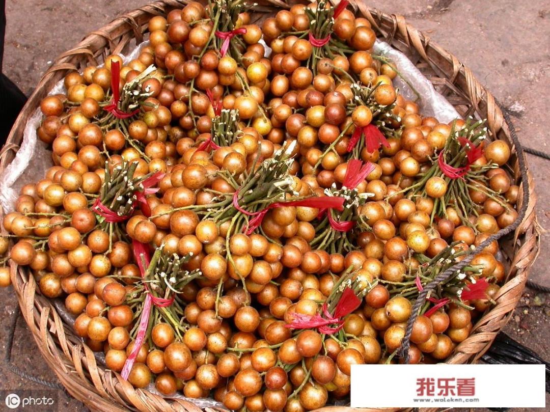 老家农村家家户户都种植1~2棵黄皮果树，将黄皮果树当成产业来发展，能有发展前景吗？
