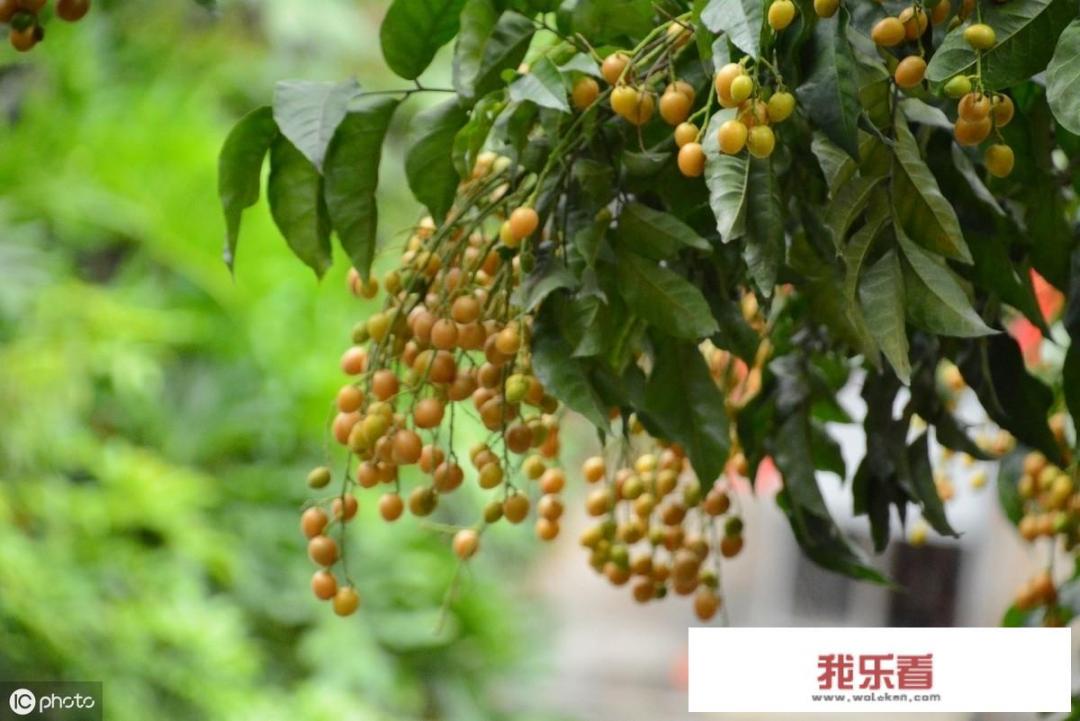 老家农村家家户户都种植1~2棵黄皮果树，将黄皮果树当成产业来发展，能有发展前景吗？