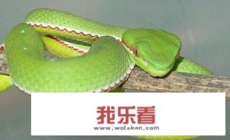 在农村进山的时候碰到几条图片里的蛇，顺手甩了出去，不知道它们有没有毒？