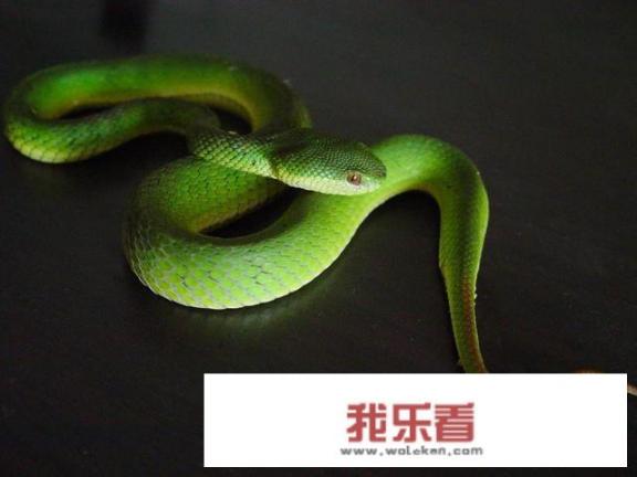 在农村进山的时候碰到几条图片里的蛇，顺手甩了出去，不知道它们有没有毒？