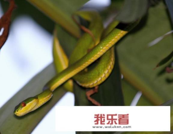 在农村进山的时候碰到几条图片里的蛇，顺手甩了出去，不知道它们有没有毒？
