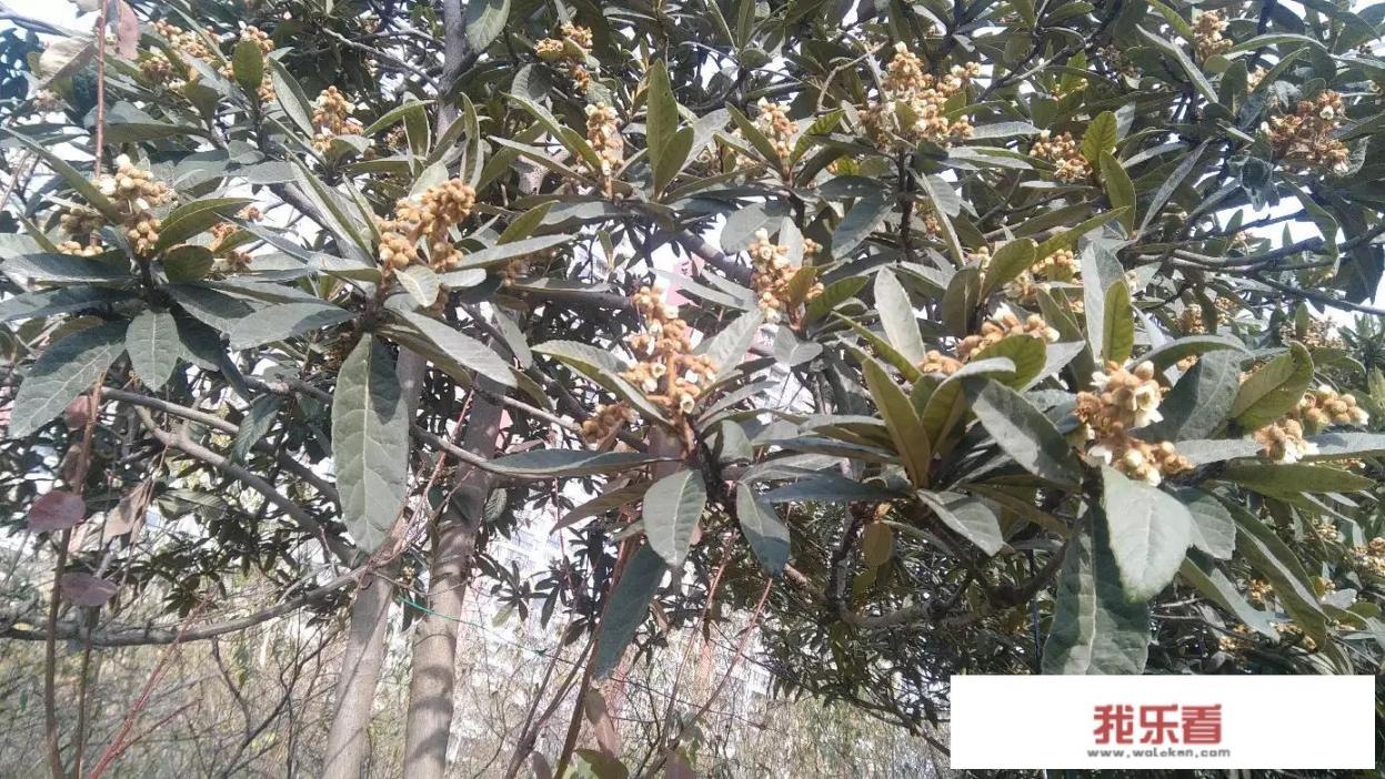 湖南湘西这个段时间天气，怎么样才能让中蜂安全过冬？