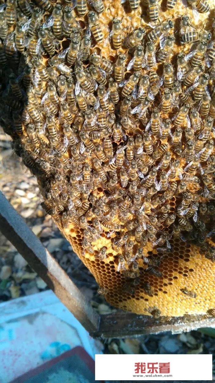 湖南湘西这个段时间天气，怎么样才能让中蜂安全过冬？