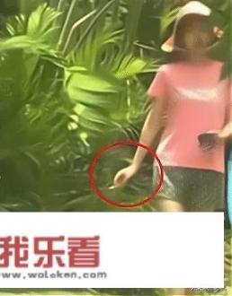 杨颖再曝大瓜，黄教主如何自处，你们怎么看？
