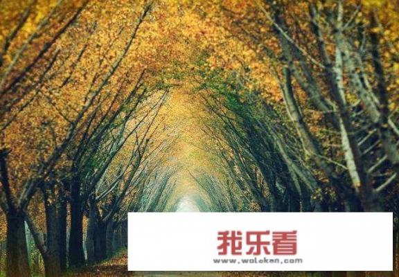 常见树木的名称和图片？