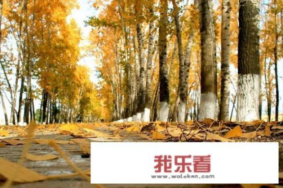 常见树木的名称和图片？
