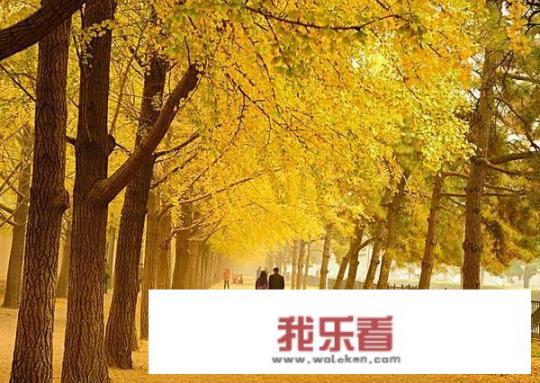 常见树木的名称和图片？