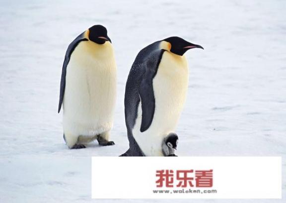 企鹅的种类和种类的图片？
