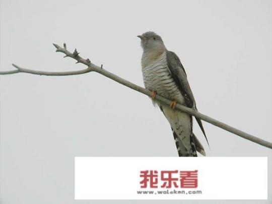 各种鸟的图片及名称？