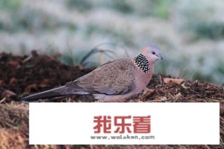 各种鸟的图片及名称？