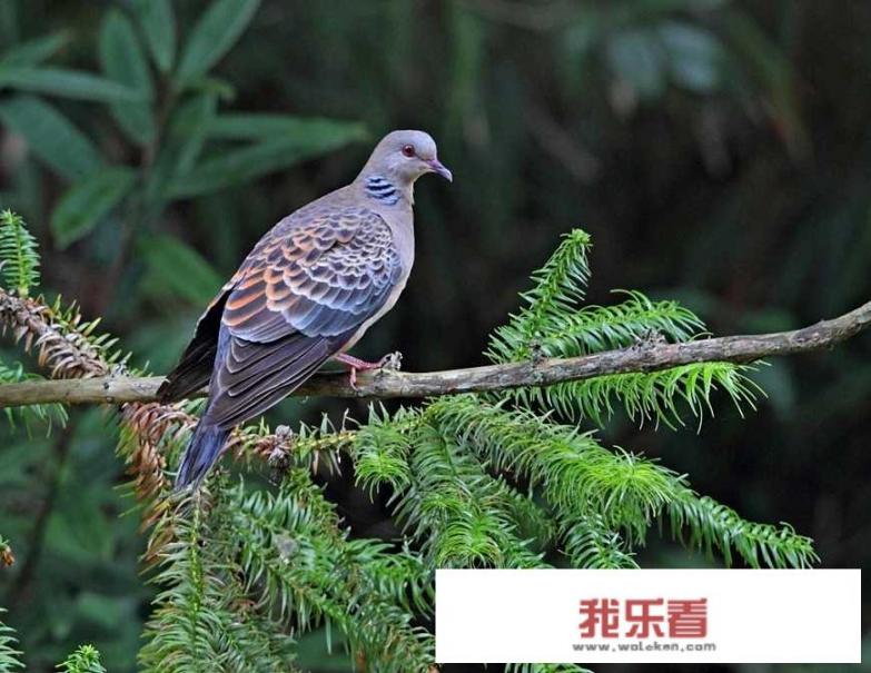 各种鸟的图片及名称？