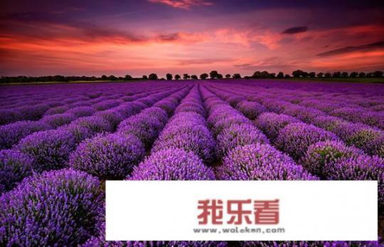 薰衣草代表什么象征意义？
