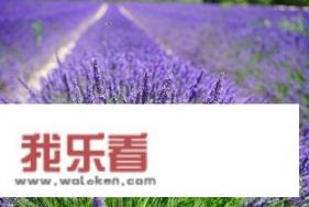 薰衣草代表什么象征意义？