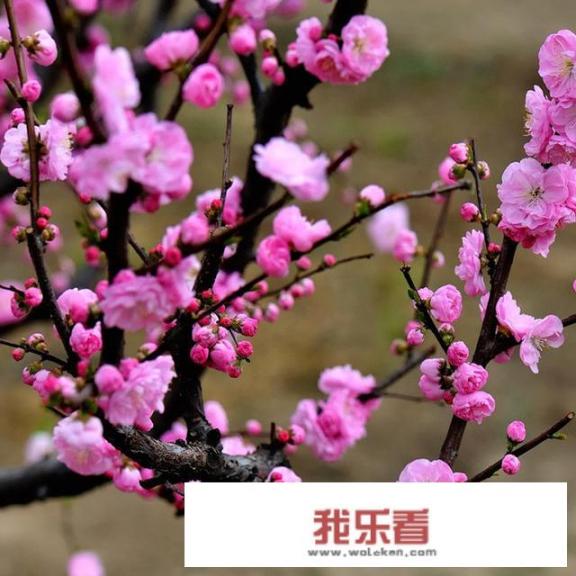 梅花都有什么品种？哪一种最优质？