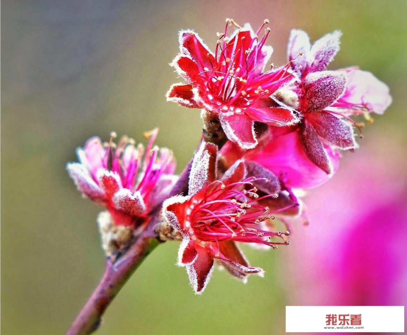 梅花都有什么品种？哪一种最优质？