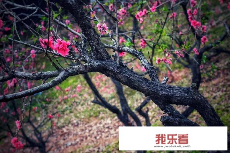 梅花都有什么品种？哪一种最优质？