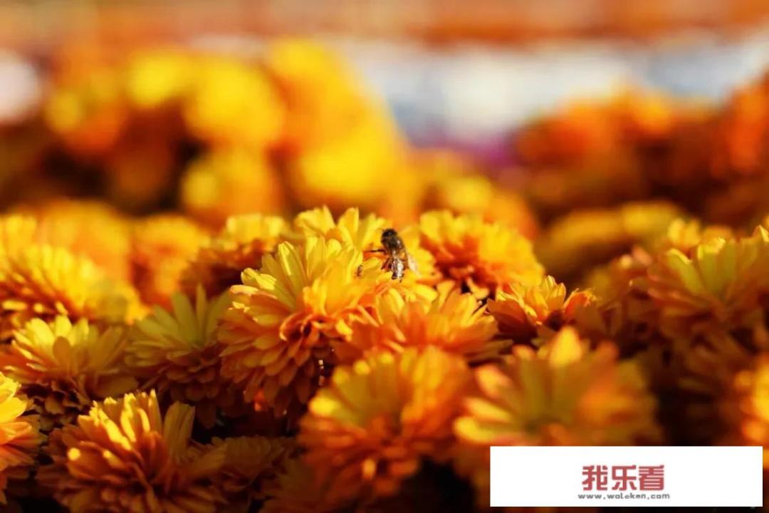 （摄影）怎么拍摄蜜蜂在花上采蜜？