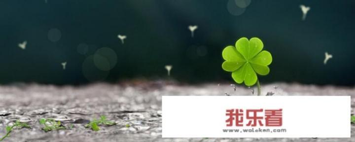 四叶草的真正含义是什么？