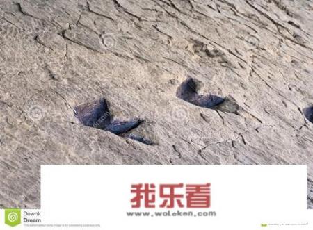 玄鸟到底是什么鸟？商朝人为什么拜玄鸟，自称是玄鸟后人？