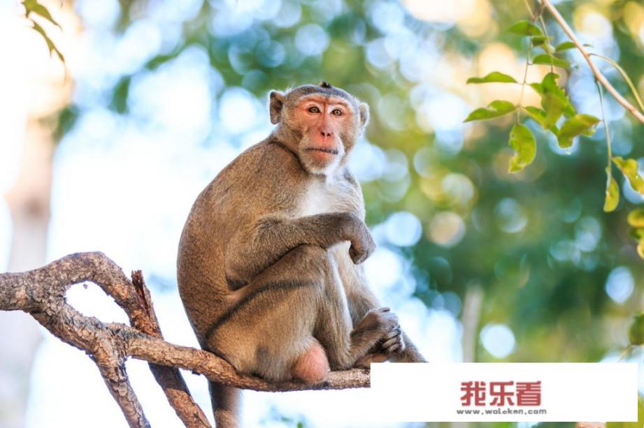 狒狒与猴子有什么区别？
