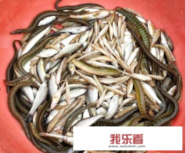 农村一种淡水鱼刀鳅鱼，背上带刺，市场卖60元一斤，为何少有农民养殖？