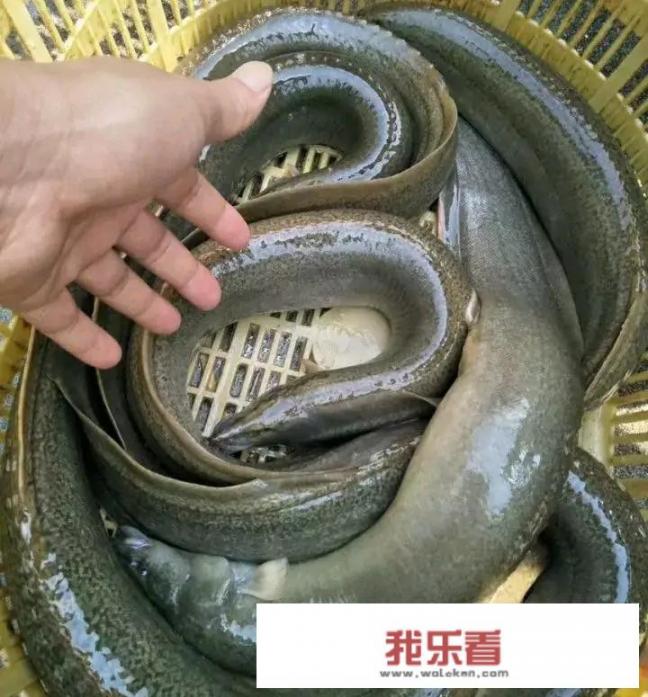农村一种淡水鱼刀鳅鱼，背上带刺，市场卖60元一斤，为何少有农民养殖？