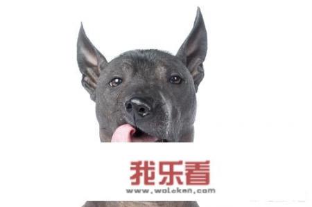无毛梗，一点毛都没有的聪明狗狗你见过么？