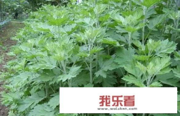 端午节插艾草，农村野外青蒿、白蒿、毛蒿和艾草傻傻分不清楚，怎么分辨出来呢？