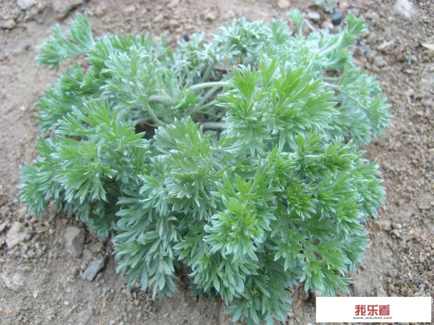 端午节插艾草，农村野外青蒿、白蒿、毛蒿和艾草傻傻分不清楚，怎么分辨出来呢？