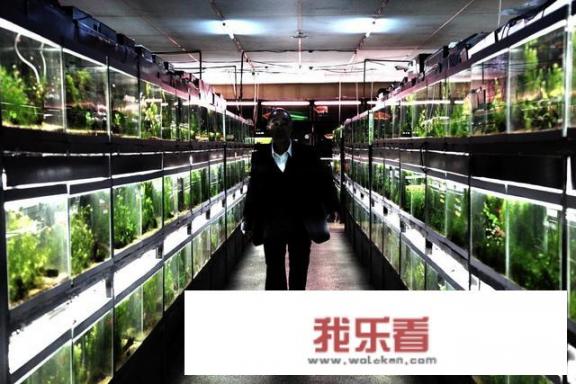 如何评价电影冰冷热带鱼？
