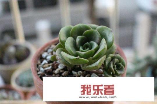 多肉百合丽丽蔫了怎么怎么办？