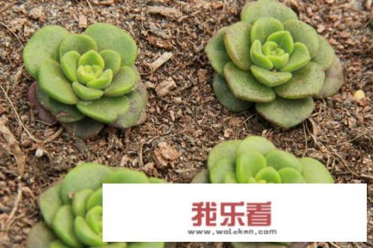 多肉百合丽丽蔫了怎么怎么办？