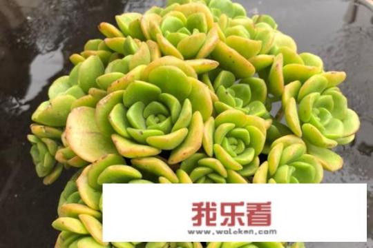 多肉百合丽丽蔫了怎么怎么办？