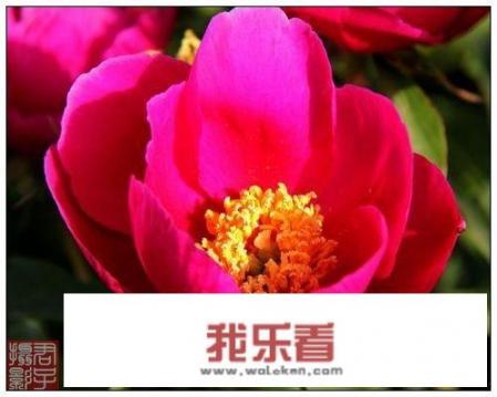 你认为幸福的家庭是什么样子的？