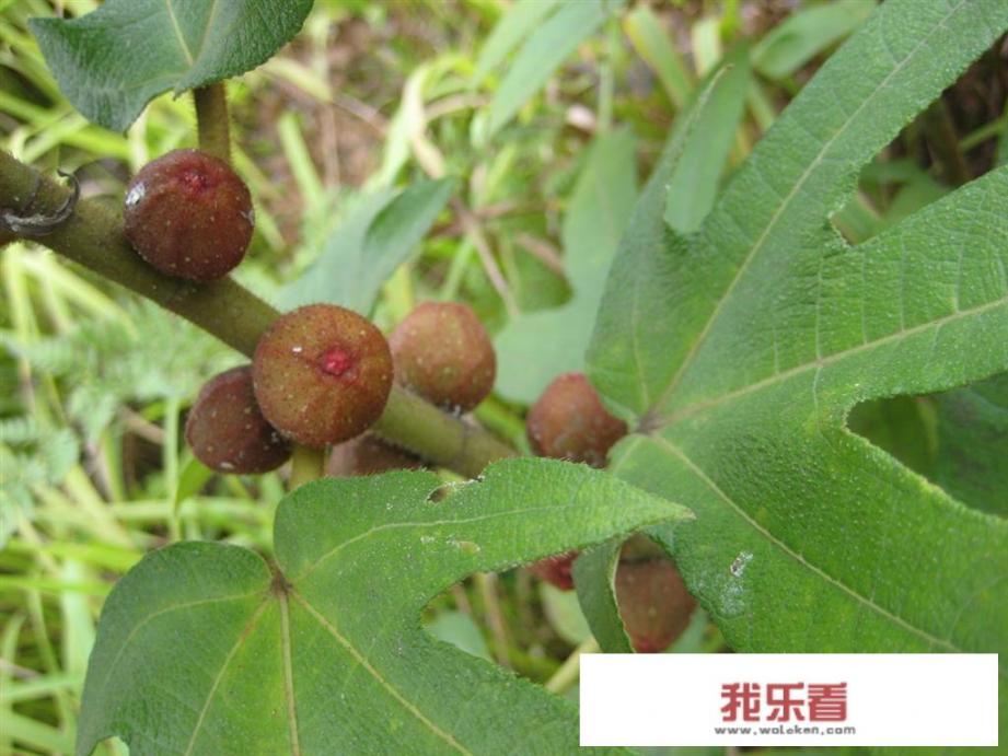 中药名网名三字？