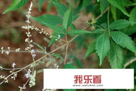 中药名网名三字？