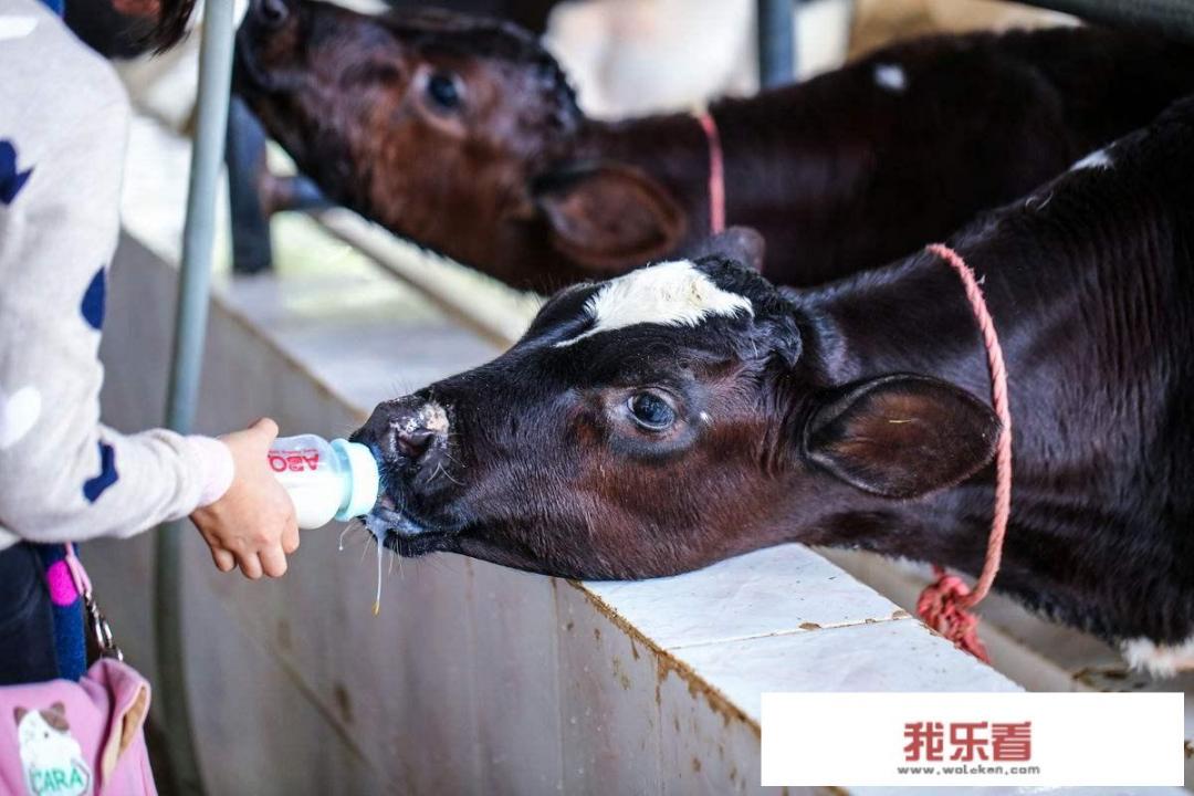深圳光明农场是怎样的地方？周围有哪些好玩和好吃的推荐？