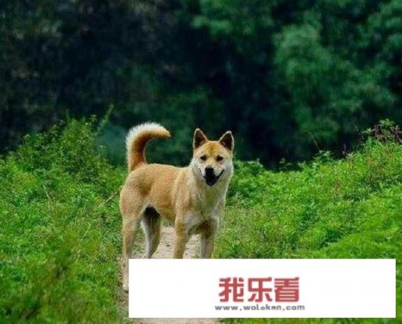 养狗跟养娃，情感上的收获类似吗？