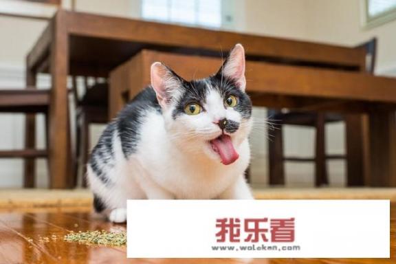 有趣的灵魂一年两审 好看的皮囊手续不详什么意思？