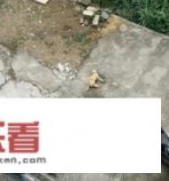迄今为止，你见过最搞笑的动态图是什么？