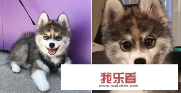 适合家养的狗小型犬？