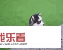 适合家养的狗小型犬？