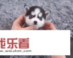 适合家养的狗小型犬？