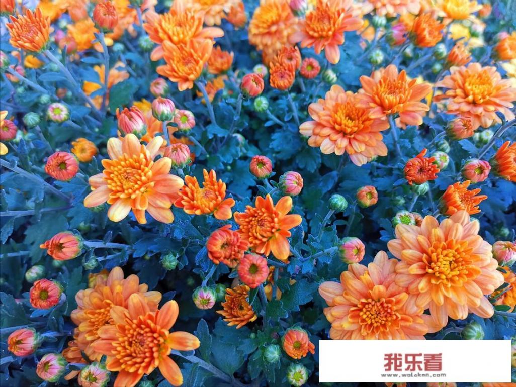 你眼中的秋分是什么样子的，可以用一些优美句子描述吗？
