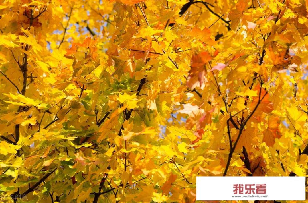 你眼中的秋分是什么样子的，可以用一些优美句子描述吗？