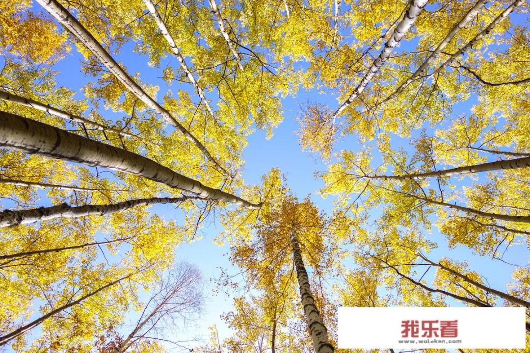 你眼中的秋分是什么样子的，可以用一些优美句子描述吗？