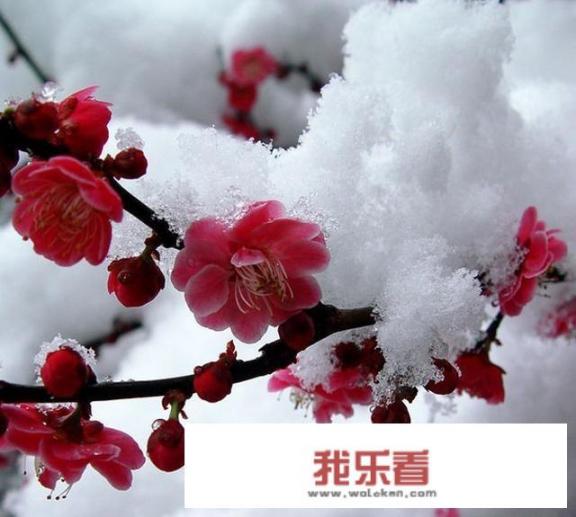 这种梅花欢喜漫天雪的主席像章谁见过？