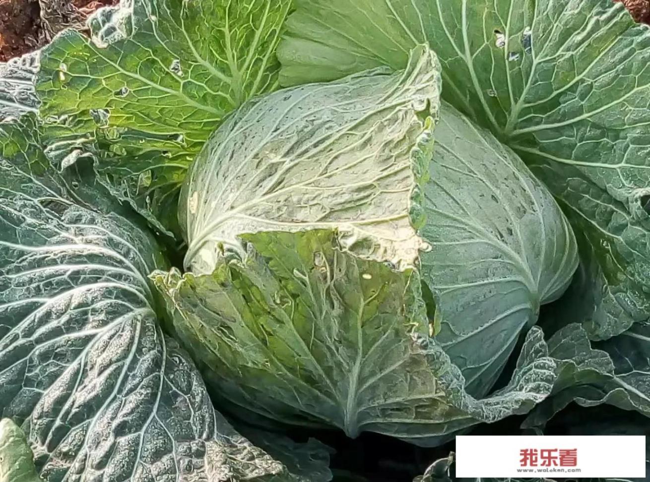 ps如何让两张图片自然融合？