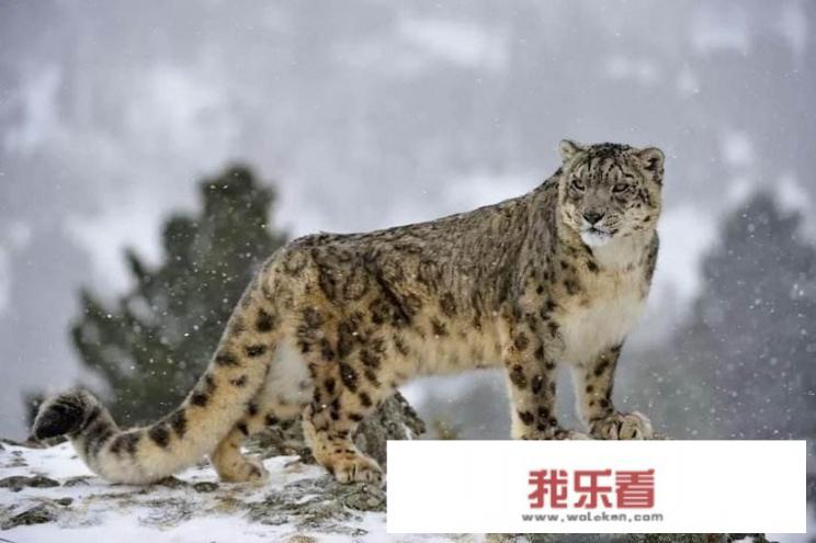 猎豹是啥意思？